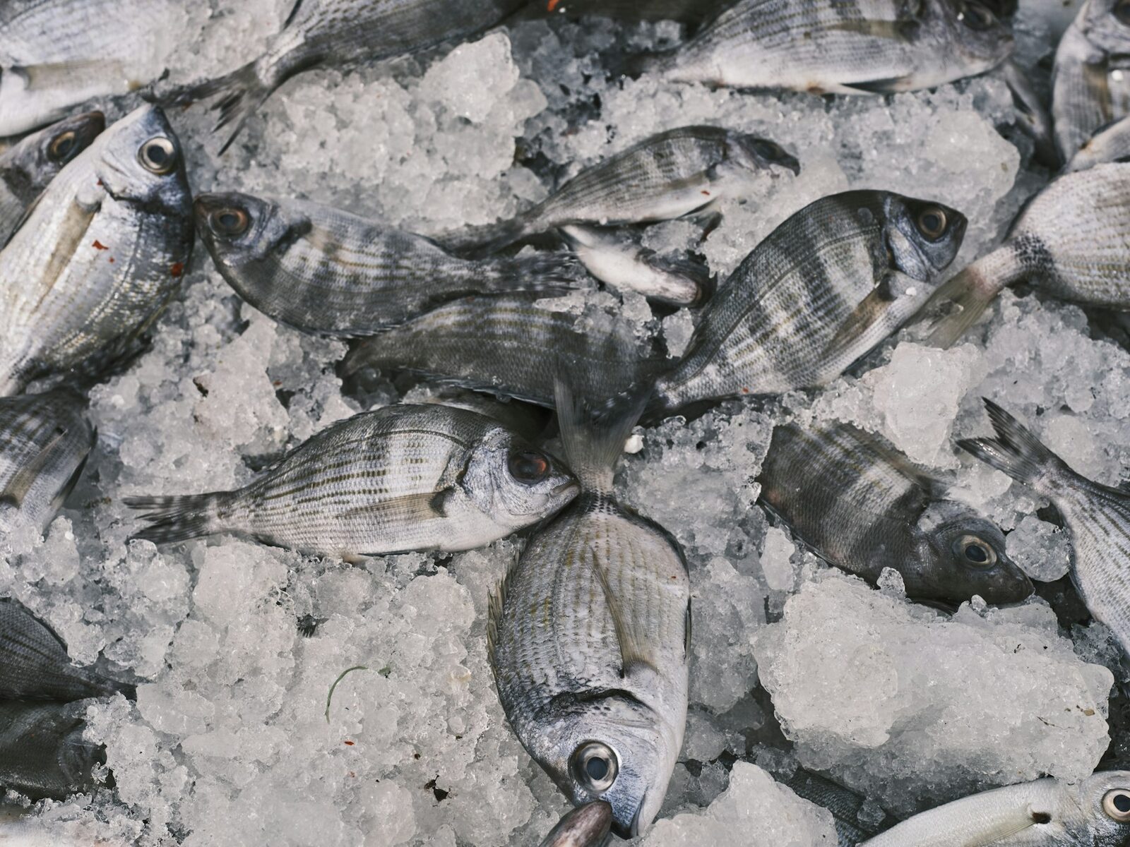 Coastal Catch — Fall