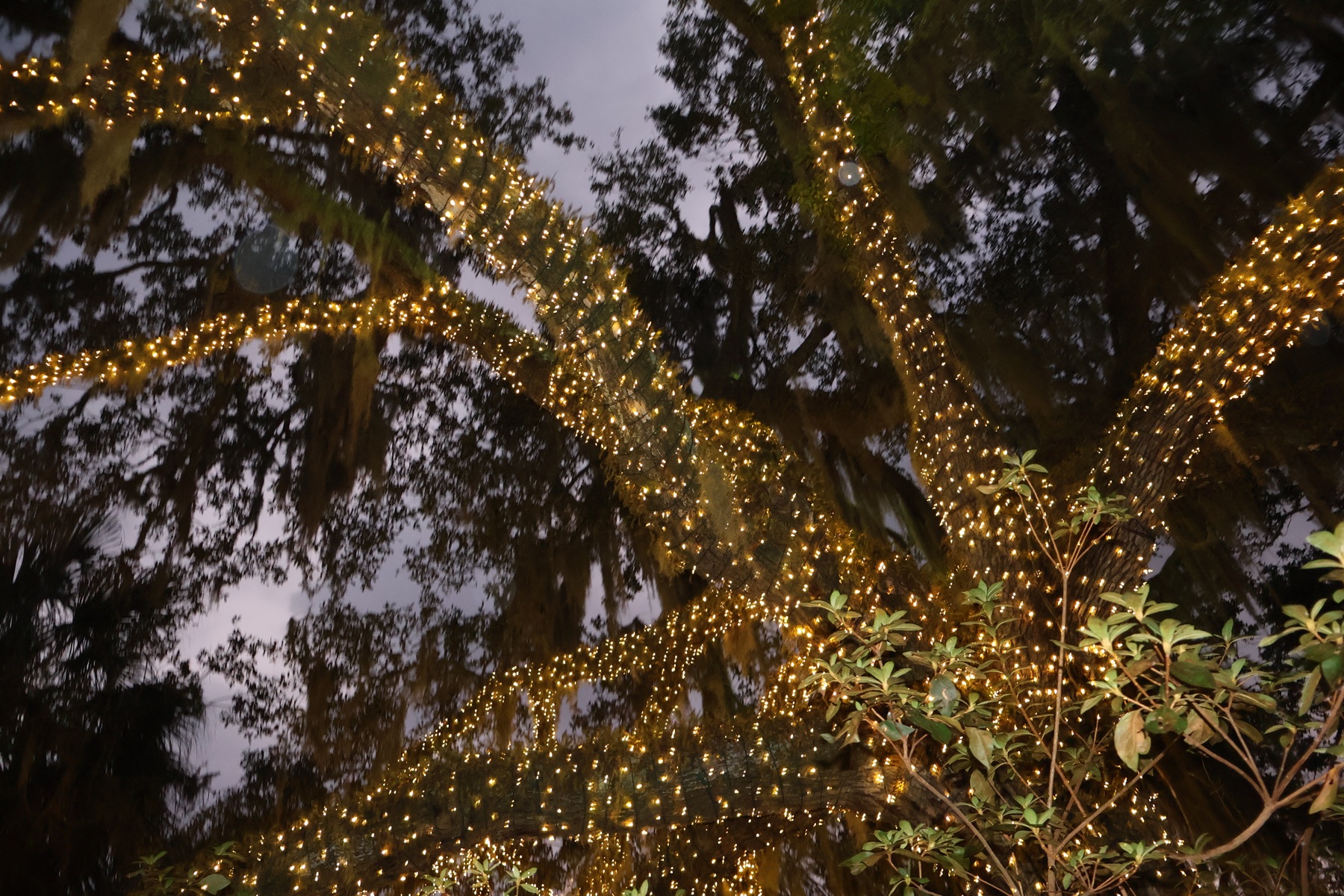 Live oaks strung with warm fairy lights — Nights of a Thousand Candles at Brookgreen Gardens