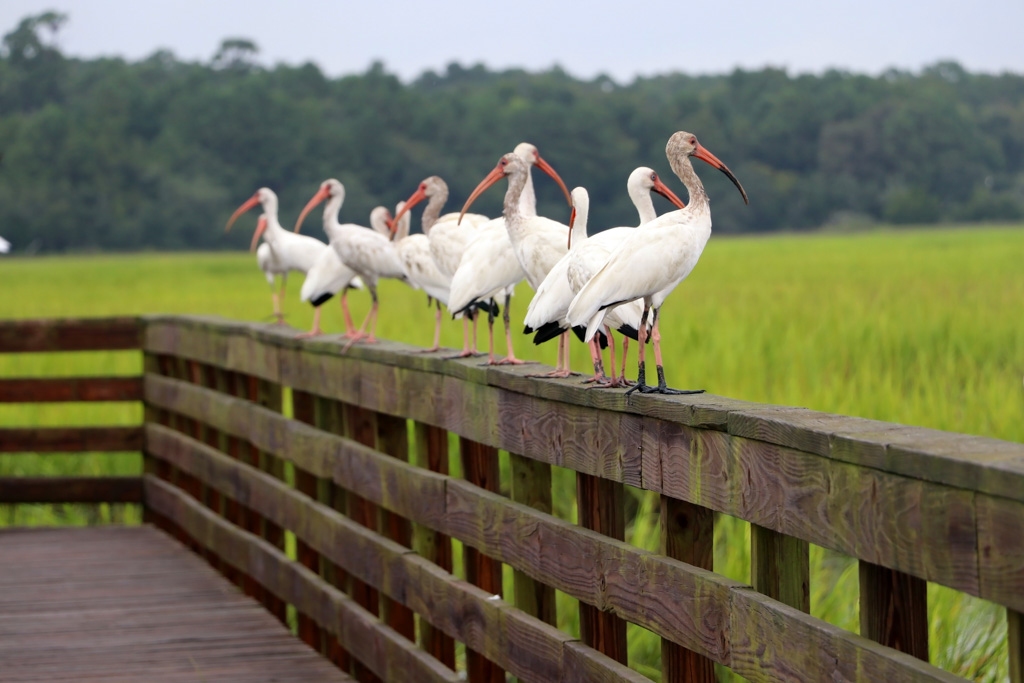 White ibises on a marsh boardwalk rail