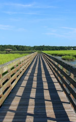Huntington Beach State Park, South Carolina, USA.Scenic view from the wooden boardwalk on the expansive salt marsh during sunny morning. South Carolin nature background. Litchfield, Myrtle Beach area.